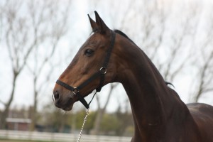 Victor (1)